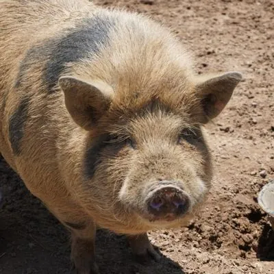 Chalk, other pet