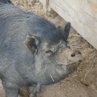 Smiley, other pet