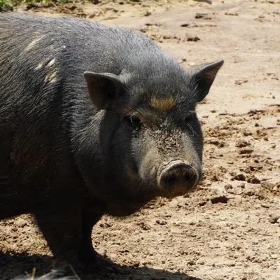 Mr. Piggy, other pet