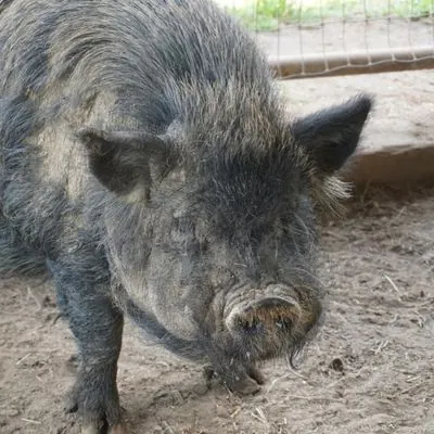 Clint Eastwood, other pet