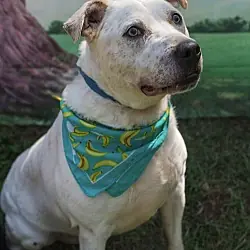 Sinatra, American Bulldog