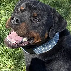 Ash, Rottweiler