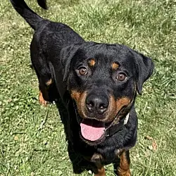 Einstein, Rottweiler