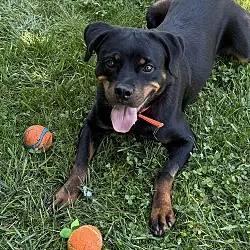 Kat, Rottweiler