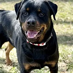 Rogue, Rottweiler