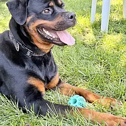 Fudgie, Rottweiler