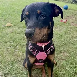 Haley, Rottweiler