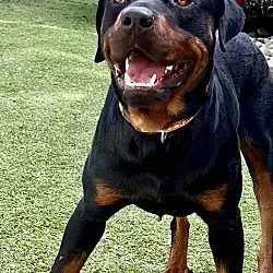 Ben, Rottweiler