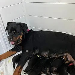 Rottweiler Puppy ( Evangelina), Rottweiler