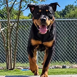 Kilough, Rottweiler