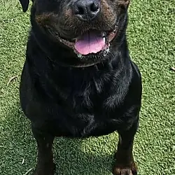 Bane, Rottweiler