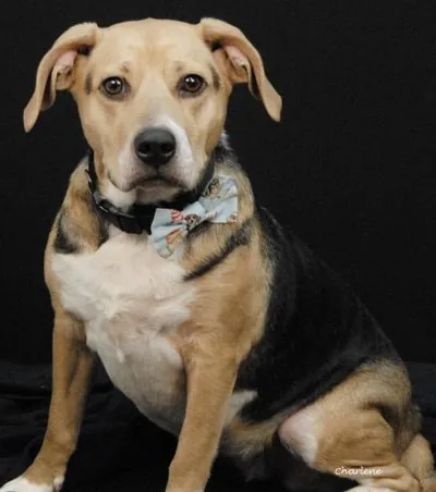 Maggie, Beagle Mix