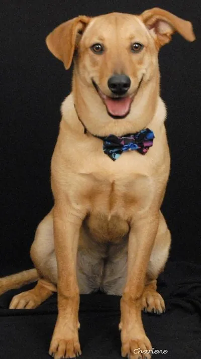 Pim, Lab/Shar Pei Mix