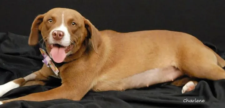 Huntrix, Beagle/Lab Mix