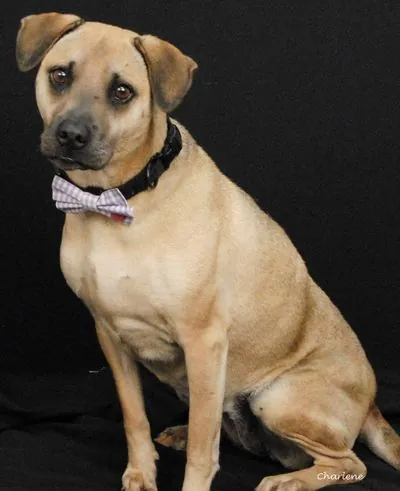 Hazel Mae, Beagle/Terrier Mix