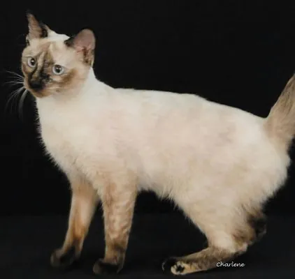 Pop It, Domestic Short Hair/Siamese Mix