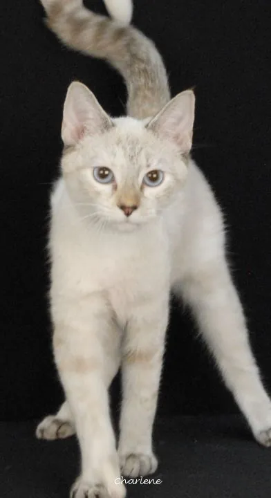 Fidget Spinner, Domestic Short Hair/Siamese Mix