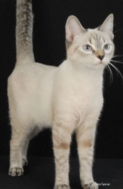 Nee Doh, Domestic Short Hair/Siamese Mix