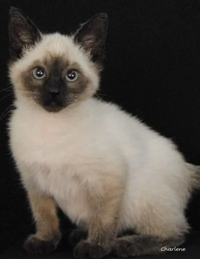 Americano, Domestic Short Hair/Siamese Mix
