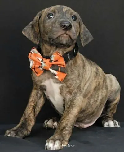 Joon, Boxer Mix