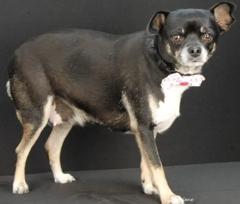 Daisy, Chihuahua