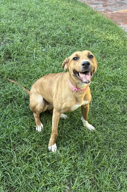 Bailey, Golden Retriever mix