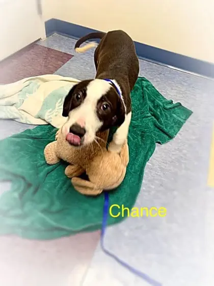 Chance, Golden Retriever mix
