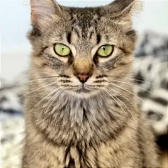 Shasta, one of the longhair and mediumhair cats waiting in North Carolina
