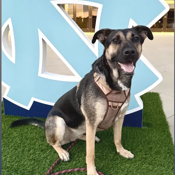 Suzy, Shepherd and Mixed Breed (Large) mix