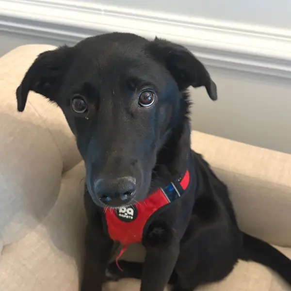 Oberon, Mixed Breed (Medium)