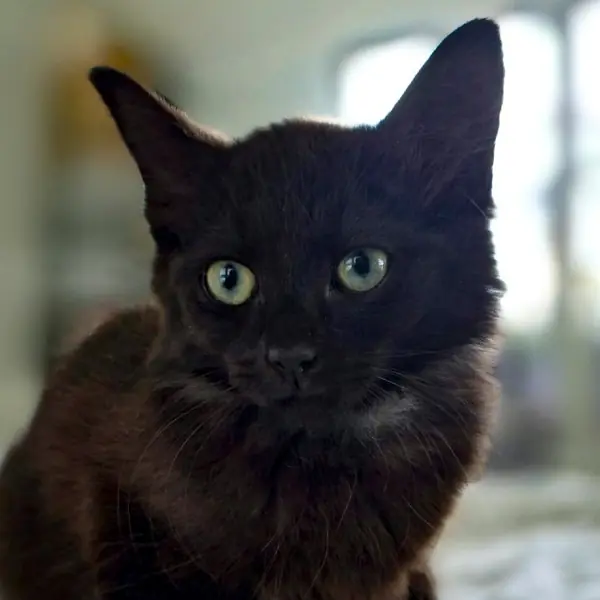 Baguette, Domestic Medium Hair