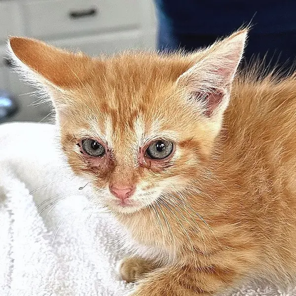 Candace, Domestic Shorthair