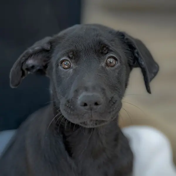 Hershey, Retriever, Black Labrador