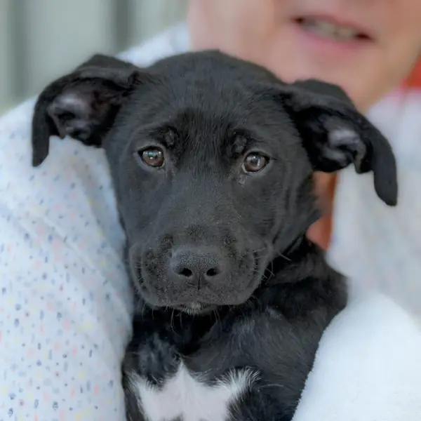 Dove, Retriever, Black Labrador mix