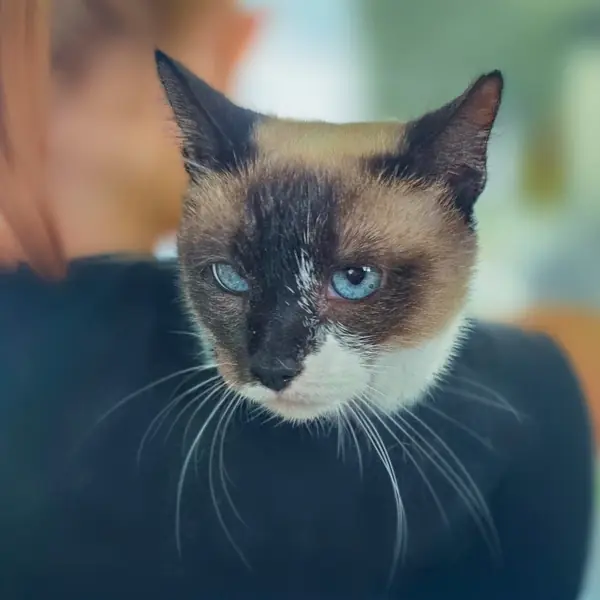 Dolly, one of the Siamese cats waiting in North Carolina