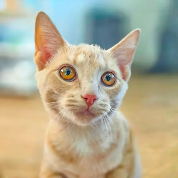 Blondie, Domestic Shorthair