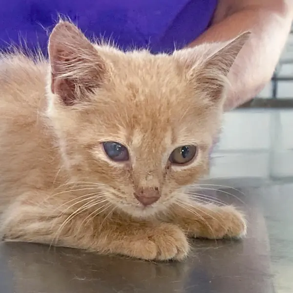 Celery, Domestic Medium Hair