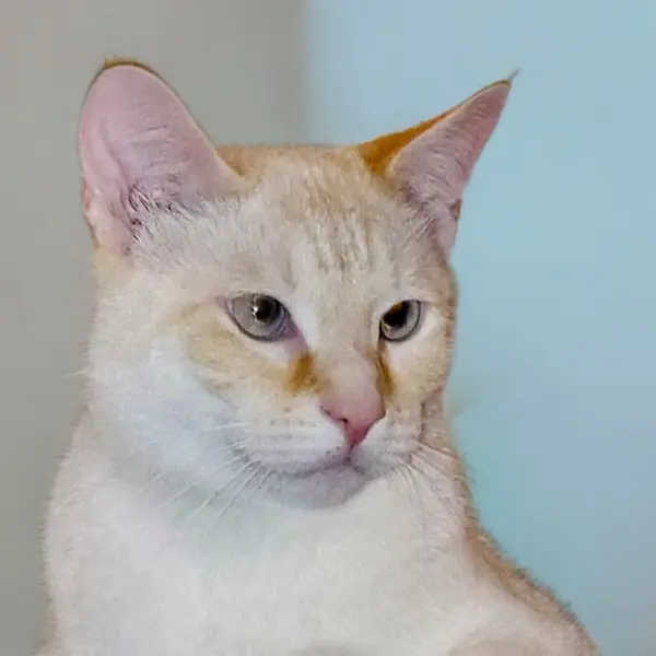 Sugar, Domestic Shorthair and Siamese mix