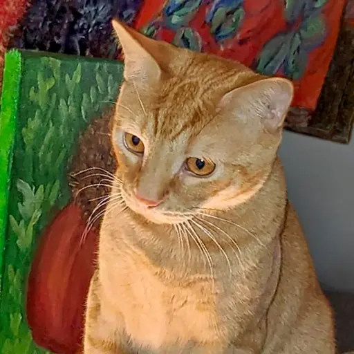 Honey, Domestic Shorthair and Siamese mix