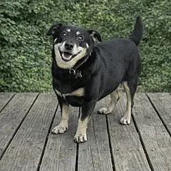 Boo Boo, Dachshund mix