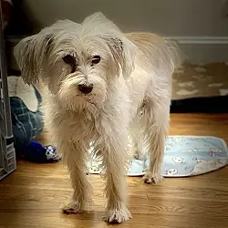 Poppy, one of the terriers waiting in North Carolina