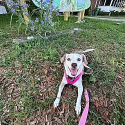 Lady, Jack Russell Terrier mix