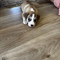 Latte, Beagle Mixed Breed (Medium) mix