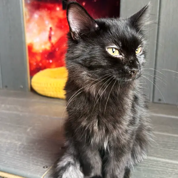 Moshpit, Domestic Medium Hair