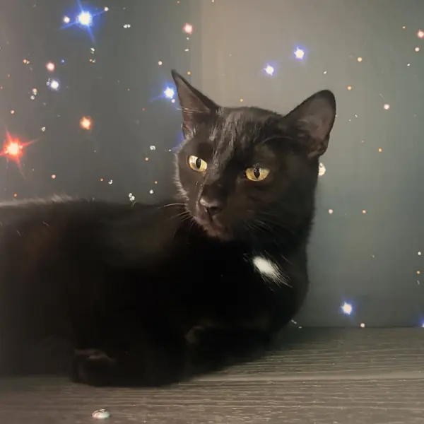 Norma, Domestic Shorthair
