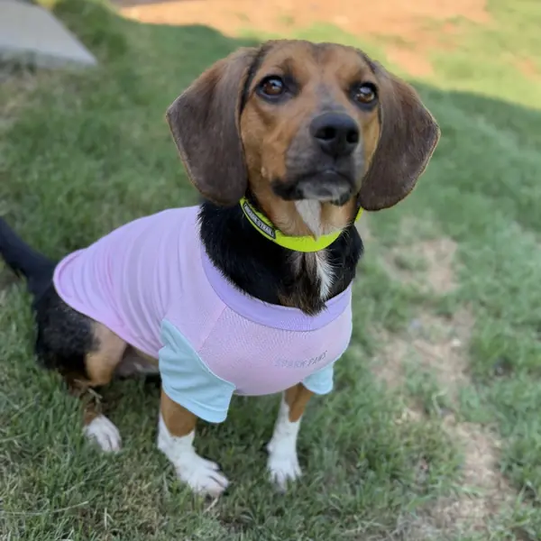 Jules, Beagle
