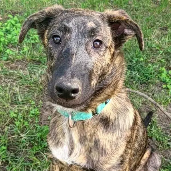 Acadia, one of the shepherd mixes waiting in North Carolina