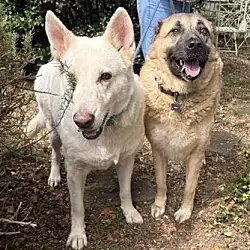 Lucas & Chelsy, German Shepherd Dog