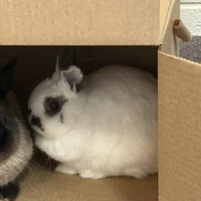 Puddin, other pet