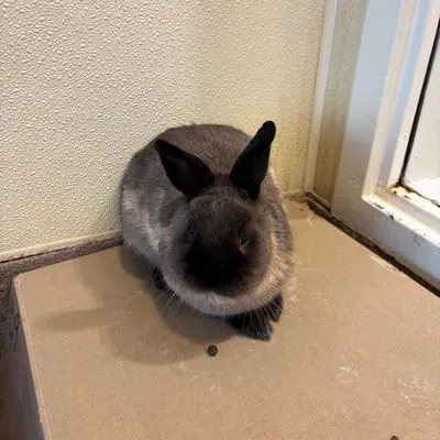 Bambi, other pet